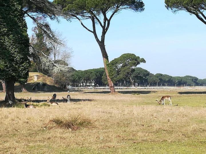 Hotel I Levrieri Torre del Lago Puccini Zewnętrze zdjęcie